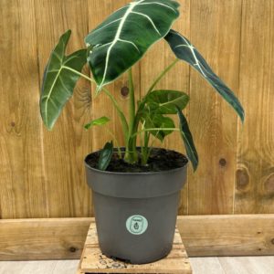 Alocasia Micholitziana "Frydek" (XL)