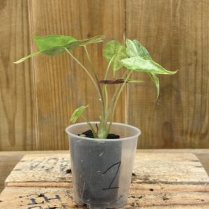 Alocasia Suhirmaniana Variegata 1 (Baby)