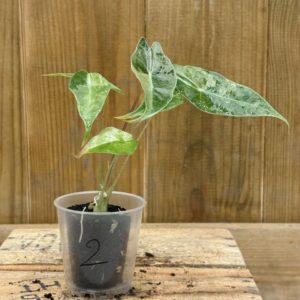 Alocasia Suhirmaniana Variegata 2 (Baby)