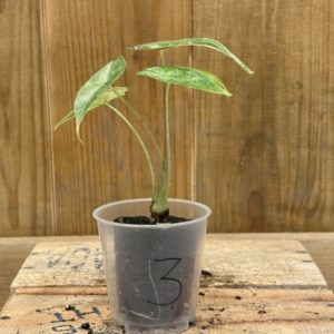 Alocasia Suhirmaniana Variegata 3 (Baby)