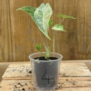 Alocasia Suhirmaniana Variegata 4 (Baby)
