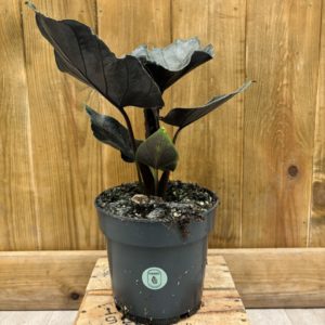 Alocasia Chienlii Antoro (M)