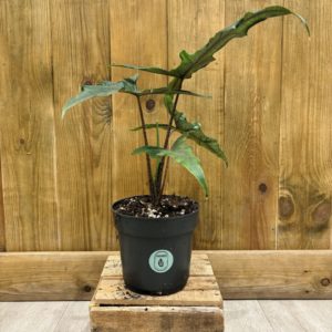 Alocasia Sabrina Narrow (L)