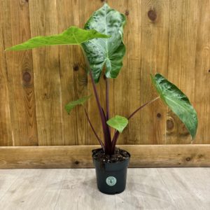 Alocasia Imperial Red (L)