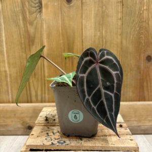 Anthurium Michelle® by DocBlock (S)