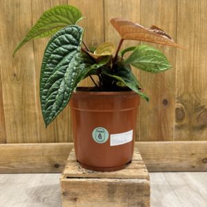 Anthurium Radicans x Luxurians (M)