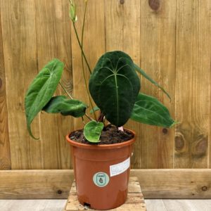 Anthurium Red Spider Hybrid x Forgetii (XL)