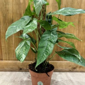Epipremnum Pinnatum Variegata (XL)