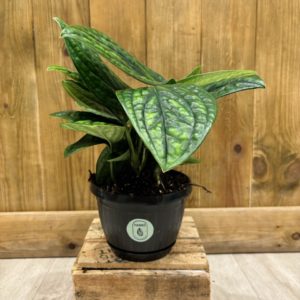 Monstera Karstenianum "Peru" (XL)