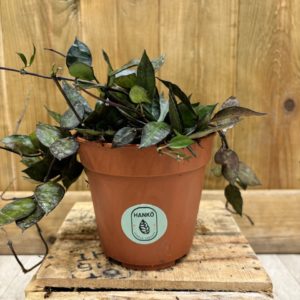 Hoya Krohniana "Black Leaves" (M)