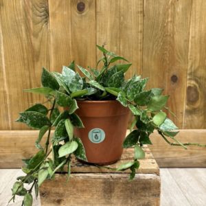 Hoya Krohniana Splash (M)