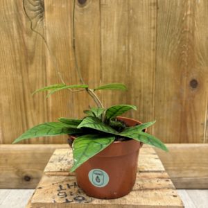 Hoya Callistophylla (M)
