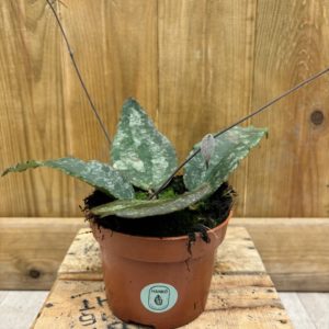 Hoya Caudata Sumatra (S)