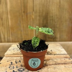 Macodes Petola "Jewel Orchid" (Baby)