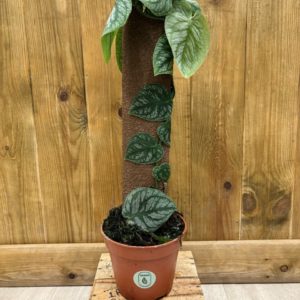 Monstera Dubia (L)