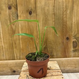 Monstera Burle Marx Flame 1 (M)