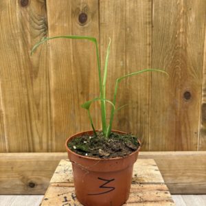Monstera Burle Marx Flame 3 (M)