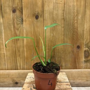 Monstera Burle Marx Flame 4 (M)