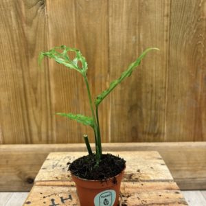 Monstera Obliqua Peru (Baby)