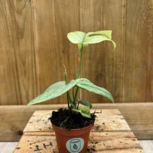 Amydrium Silver "Monstera Spider" (Baby)