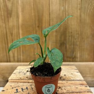 Monstera Epipremnoides ''Esqueleto'' (Baby)