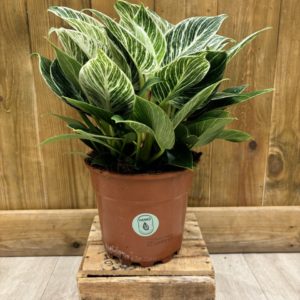 Philodendron White Measure - Birkin (L)