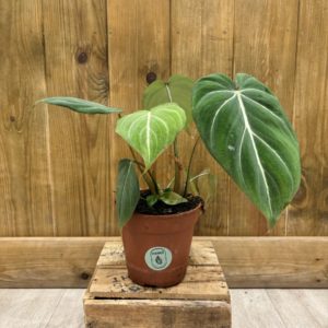 Philodendron Gloriosum Dark Form (M)