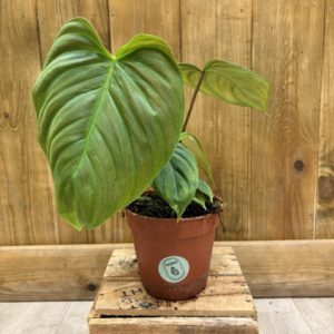 Philodendron Nangaritense "Fuzzy Petiole" (M)