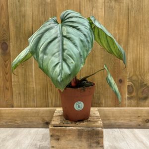 Philodendron Colombia (L)