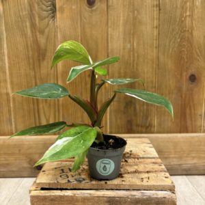 Philodendron White Princess (Baby)
