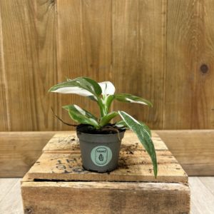 Philodendron White Wizard (Baby)