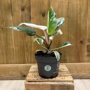Philodendron White Princess (M)