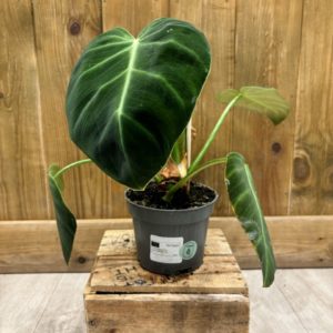 Philodendron Luxurians (L)