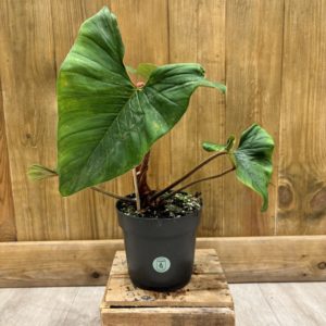 Philodendron Squamicaule Red (L)