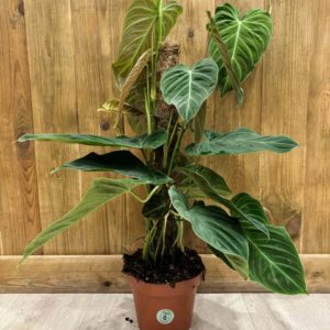 Philodendron Splendid (L)