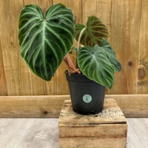 Philodendron Verrucosum Incensi (M)