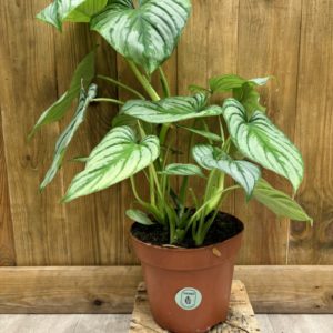 Philodendron Mamei (L)