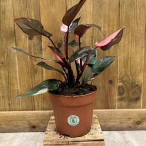 Philodendron Pink Princess (XL)
