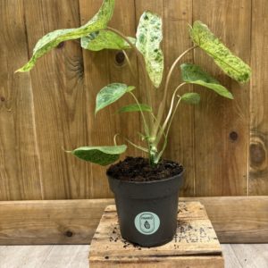 Philodendron Paraiso Verde (M)