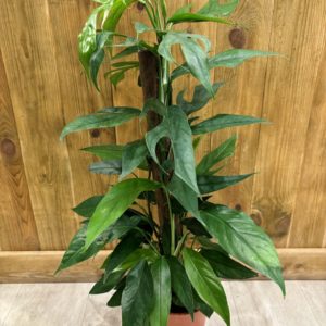 Epipremnum Pinnatum Baltic Blue (XL)