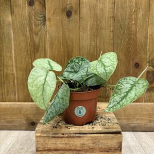 Scindapsus Silver Splash (M)