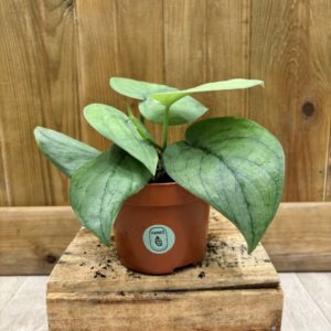 Scindapsus Silver Hero (M)