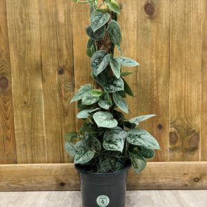 Scindapsus Silvery Ann (XL)