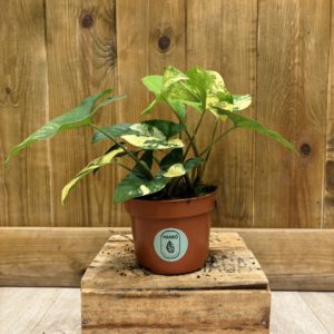 Syngonium Yellow Aurea Variegata (M)