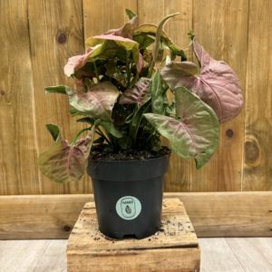 Syngonium Red Heart (M)