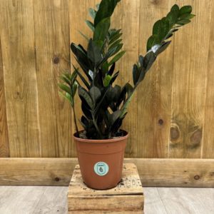 Zamioculcas Zamiifolia Raven (L)