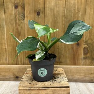Philodendron White Wizard (M)