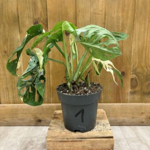Monstera Adansonii Variegata "Japanese Tricolor" 1 (L)