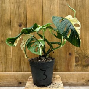 Monstera Adansonii Variegata "Japanese Tricolor" 3 (L)