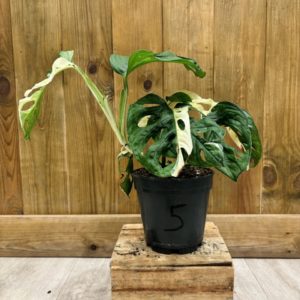 Monstera Adansonii Variegata "Japanese Tricolor" 5 (L)